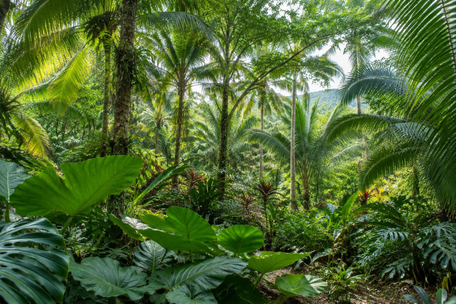 An illustrative view of lush tropical jungle foliage and palms
